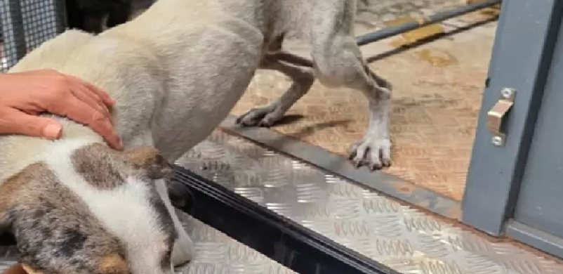 Suspeito é preso por maus-tratos aos animais em Belém